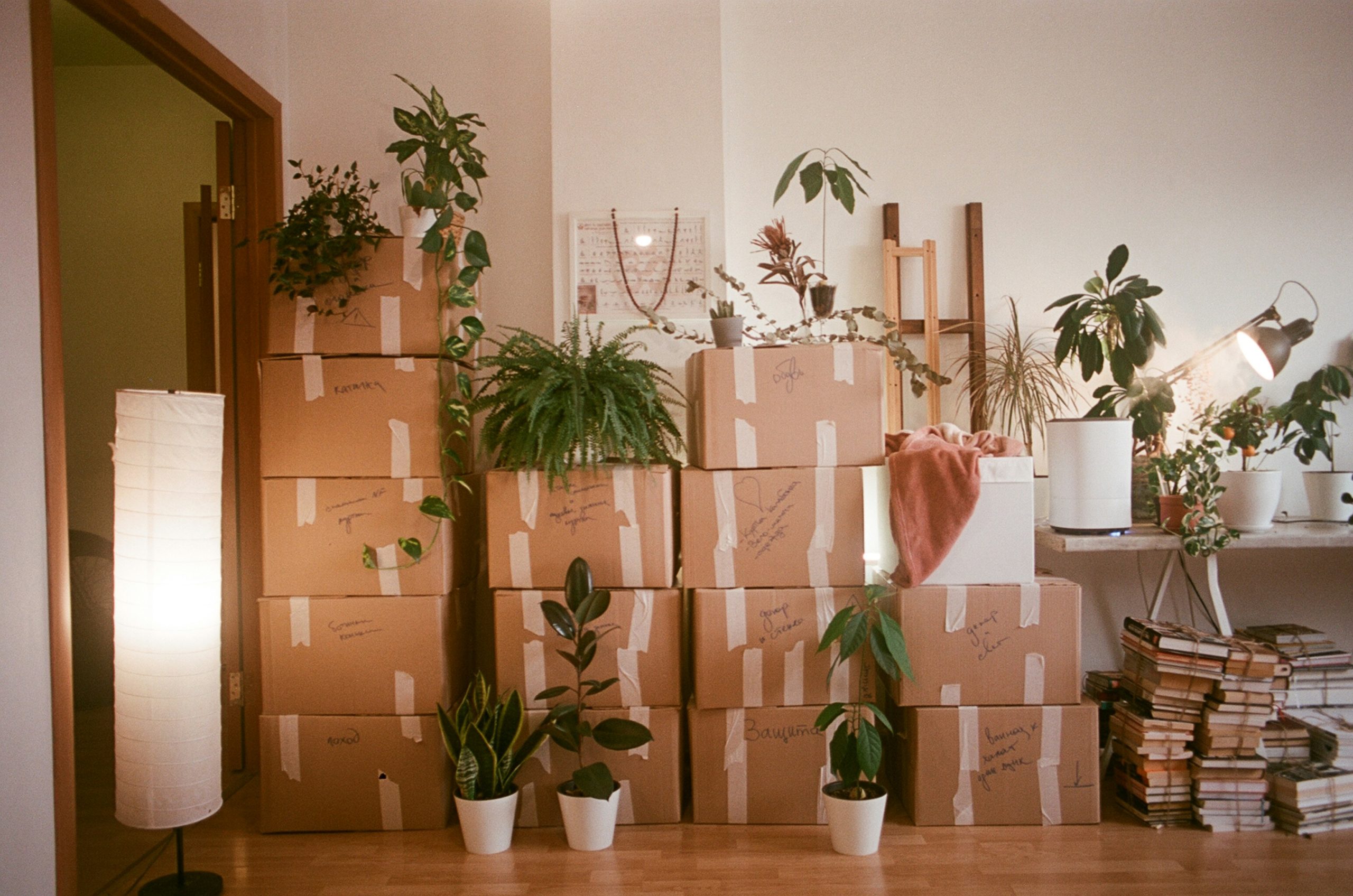 cajas organizadas por vaciados hispana mudanza